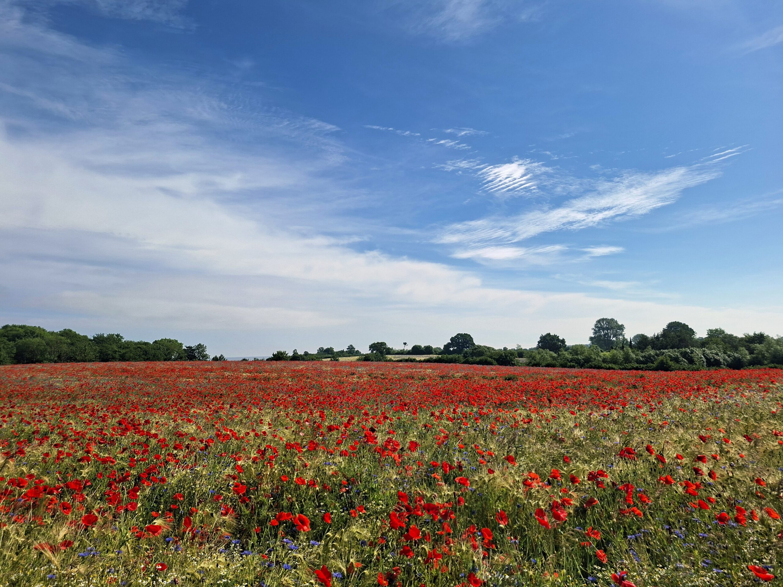 Mohn